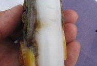 朝阳黑料,揭开真相背后的迷雾